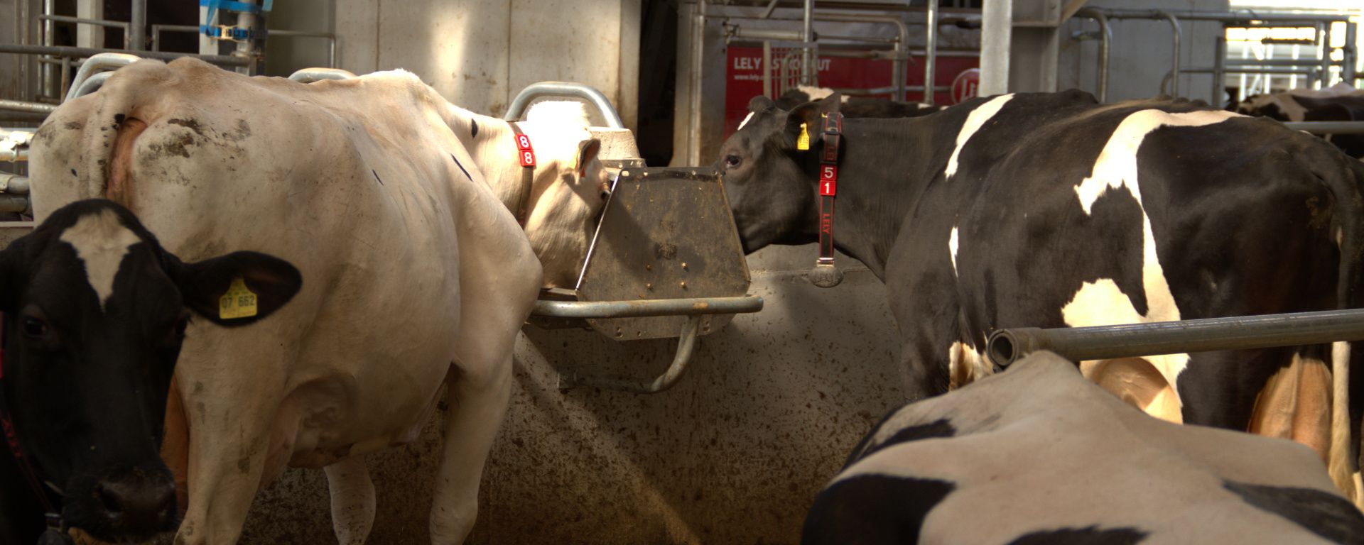 Entmistungsanlage von SUEVIA im Einsatz