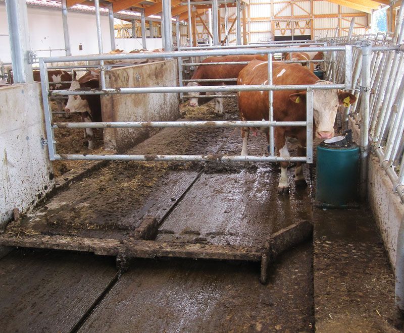 Entmistungsanlage von SUEVIA im Einsatz