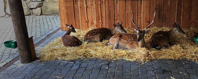 Rehe im Zoo