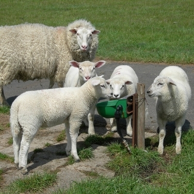 schapen + geiten